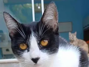 Gato raça Srd idade 1 ano nome Maggie