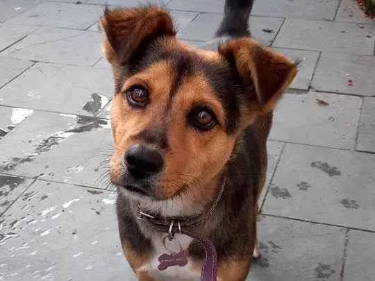 Cachorro ra a Sem raça definida idade 2 anos nome Chiara