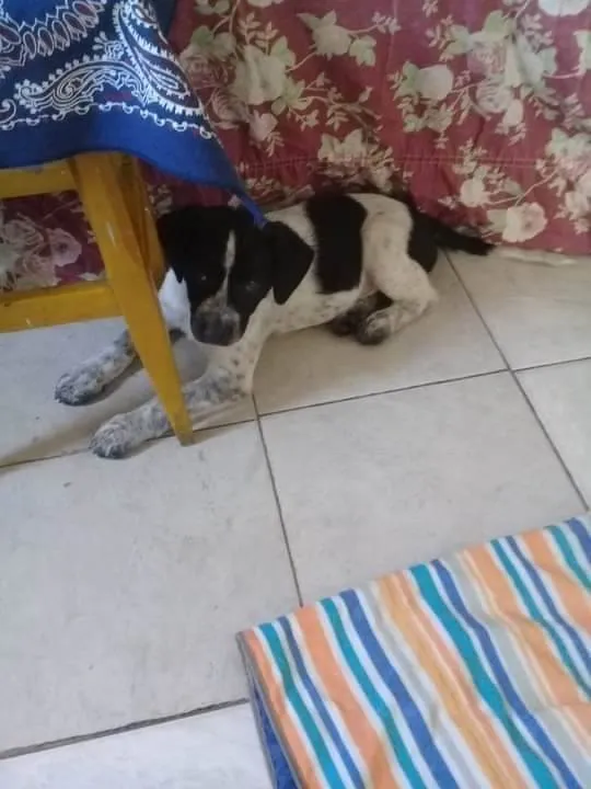 Cachorro raça SRD idade 2 a 6 meses nome Bob