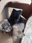 Beto, Filó, Pipoca
