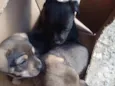 Beto, Filó, Pipoca