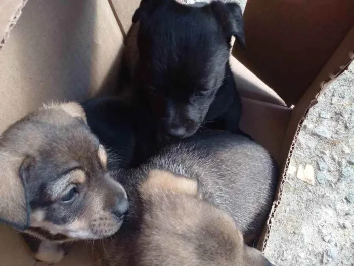 Cachorro raça sem raça definida idade Abaixo de 2 meses nome Beto, Filó, Pipoca