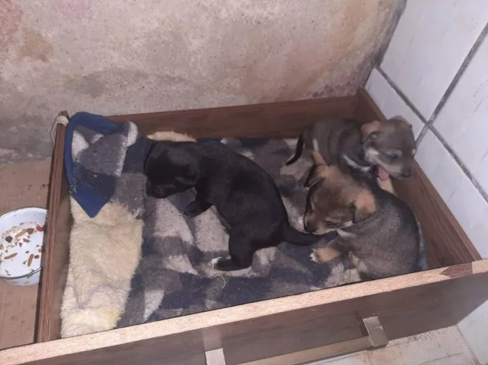 Cachorro raça sem raça definida idade Abaixo de 2 meses nome Beto, Filó, Pipoca