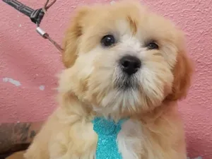 Cachorro raça Srd idade 2 a 6 meses nome Biscoito