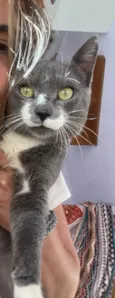 Gato raça Felino SRD idade 1 ano nome Grey