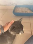 Gato raça Felino SRD idade 1 ano nome Grey