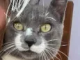 Gato raça Felino SRD idade 1 ano nome Grey