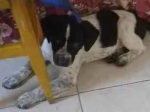 Cachorro raça SRD idade 2 a 6 meses nome Bob