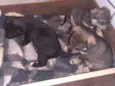 Beto, Filó, Pipoca