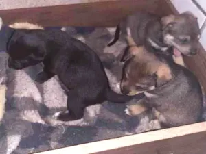 Cachorro raça sem raça definida idade Abaixo de 2 meses nome Beto, Filó, Pipoca