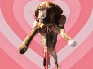 Cachorro raça Srd idade 2 a 6 meses nome Nina bb3meses Linda 
