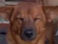 LOBINHO
