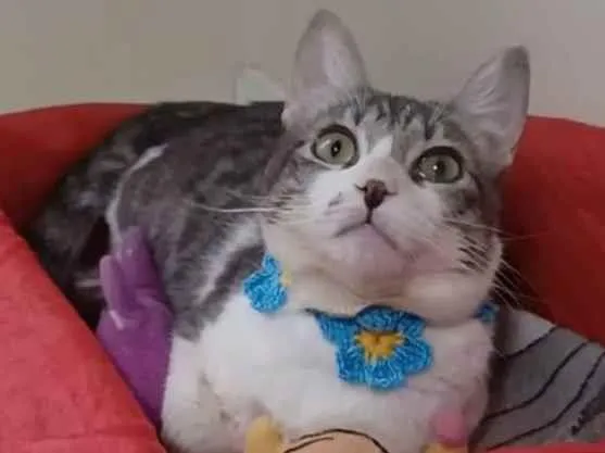 Gato ra a Srd idade 7 a 11 meses nome Baby