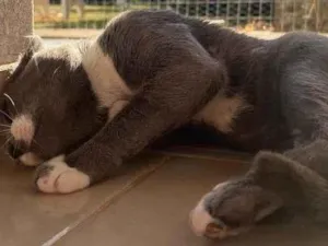Gato raça Felino SRD idade 1 ano nome Grey