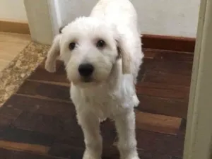 Cachorro raça SRD  idade 7 a 11 meses nome Pituco