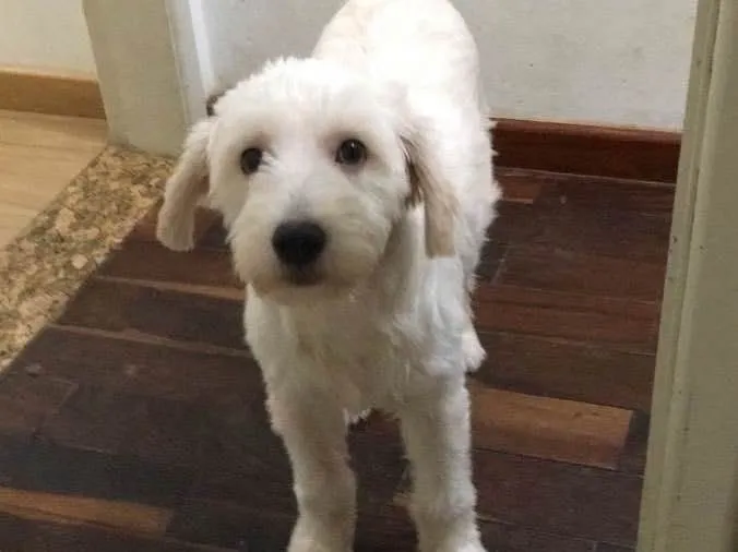 Cachorro raça SRD  idade 7 a 11 meses nome Pituco