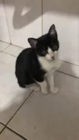 Gato raça Srd idade 2 a 6 meses nome Olívia