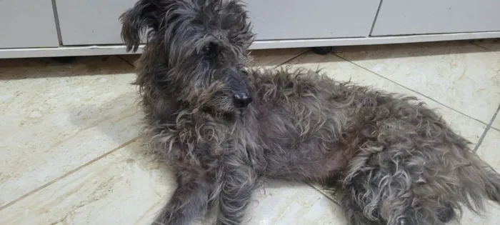 Cachorro ra a Poodle idade 2 anos nome Ferrugem 