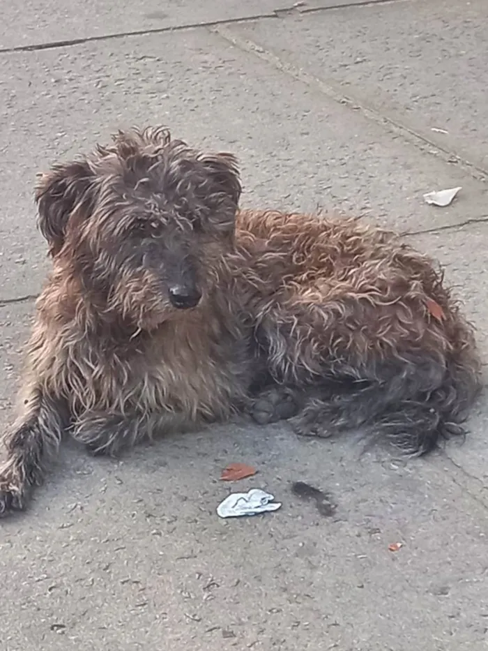 Cachorro ra a Poodle idade 2 anos nome Ferrugem 