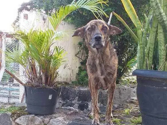 Cachorro raça Vira-lata idade 2 a 6 meses nome Filhote de Duquesa