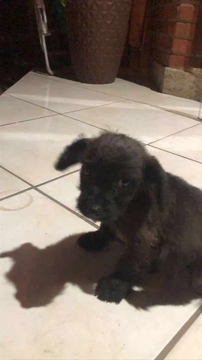 Cachorro raça vira lata  idade 2 a 6 meses nome filhote 