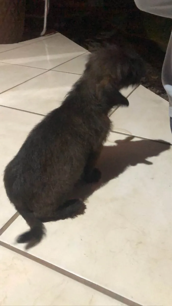 Cachorro raça vira lata  idade 2 a 6 meses nome filhote 