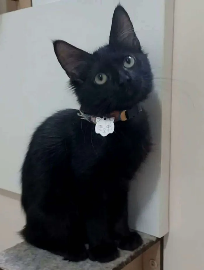 Gato ra a Srd idade 2 a 6 meses nome Pietra