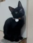 Pietra
