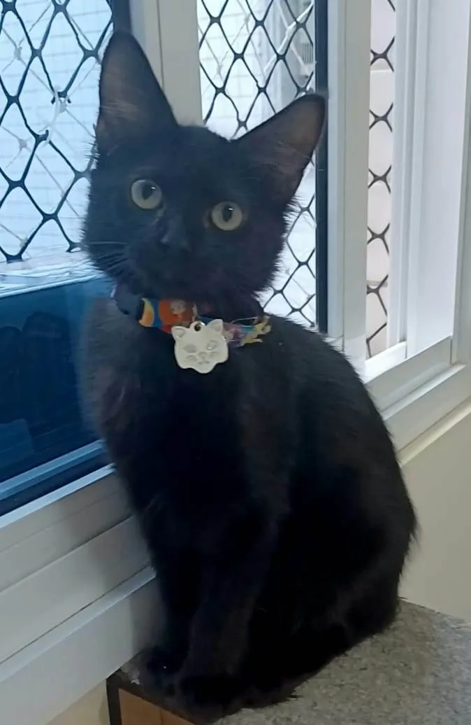 Gato ra a Srd idade 2 a 6 meses nome Pietra