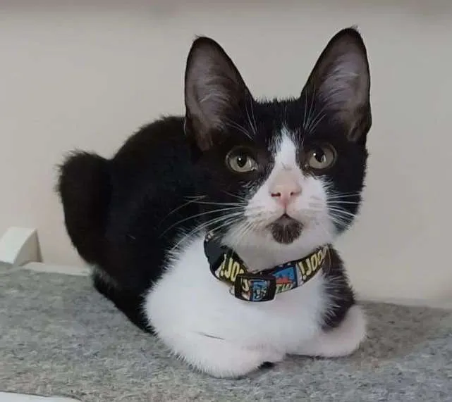 Gato raça Srd idade 2 a 6 meses nome Bethânia 