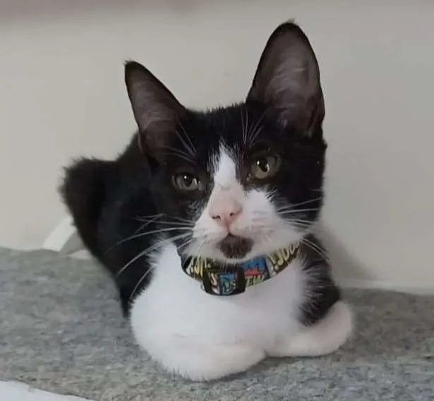 Gato raça Srd idade 2 a 6 meses nome Bethânia 