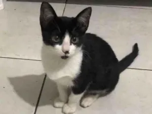 Gato raça Srd idade 2 a 6 meses nome Olívia