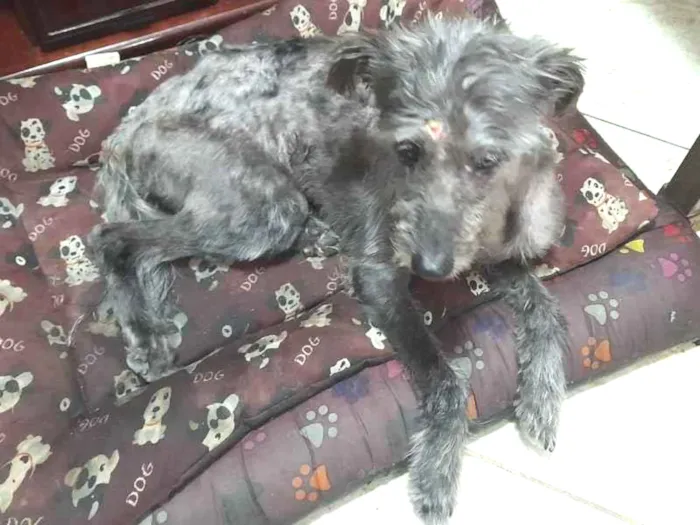 Cachorro ra a Poodle idade 2 anos nome Ferrugem 