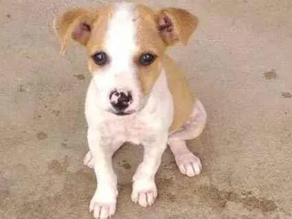 Cachorro raça Vira-lata idade 2 a 6 meses nome Filhote de Duquesa