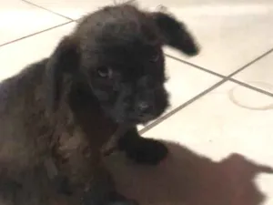 Cachorro raça vira lata  idade 2 a 6 meses nome filhote 