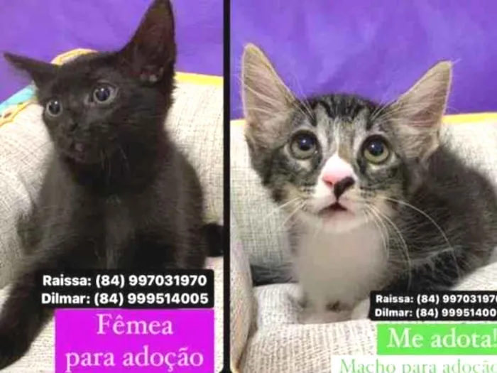 Gato ra a Sem raça  idade 2 a 6 meses nome Não tenho