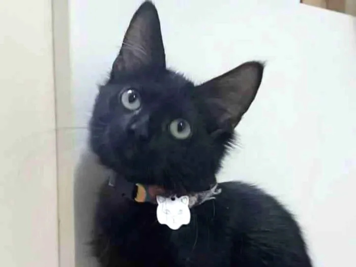 Gato ra a Srd idade 2 a 6 meses nome Pietra