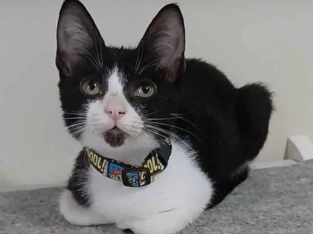 Gato raça Srd idade 2 a 6 meses nome Bethânia 