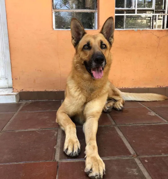 Cachorro ra a Pastor alemão  idade 3 anos nome OLAVO