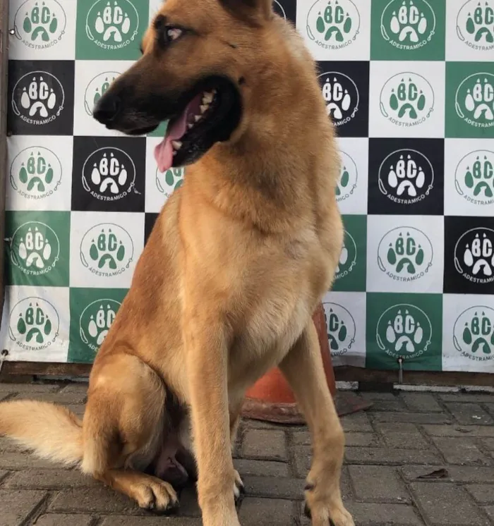 Cachorro ra a Pastor alemão  idade 3 anos nome OLAVO