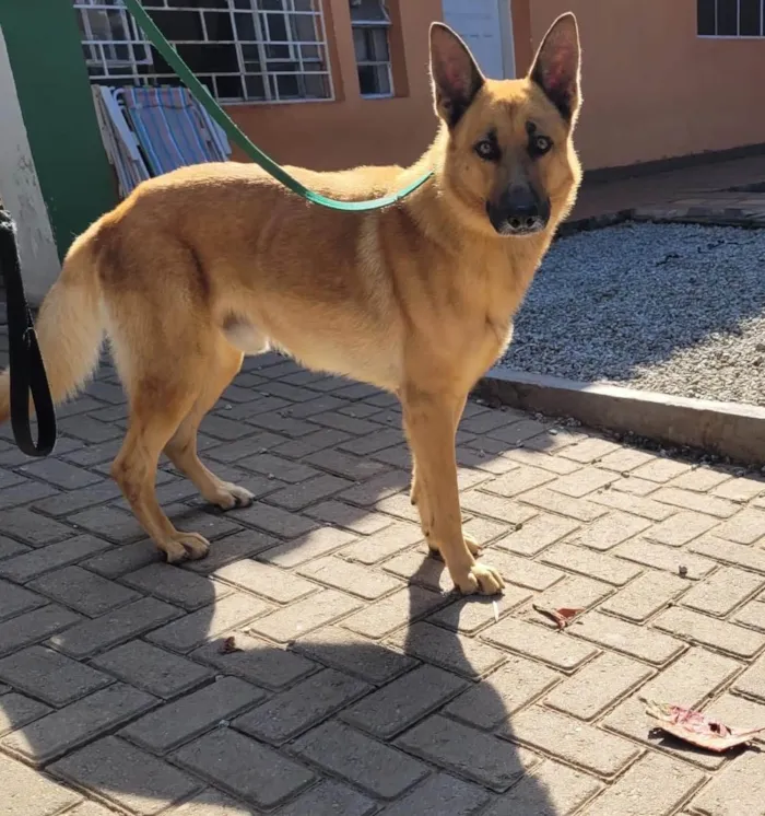 Cachorro ra a Pastor alemão  idade 3 anos nome OLAVO