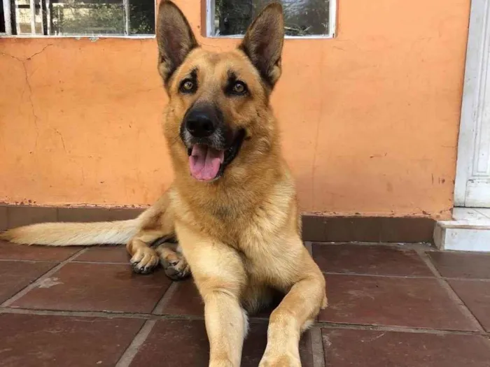 Cachorro ra a Pastor alemão  idade 3 anos nome OLAVO