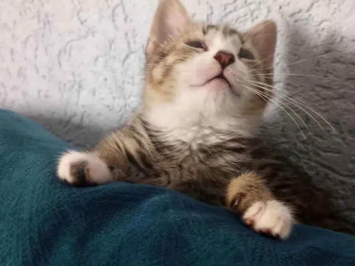 Gato ra a SRD idade 2 a 6 meses nome Farinha