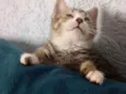 Farinha