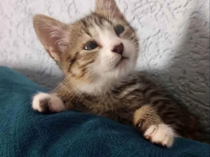 Gato ra a SRD idade 2 a 6 meses nome Farinha