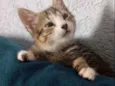 Farinha