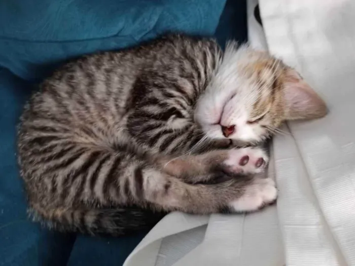 Gato ra a SRD idade 2 a 6 meses nome Farinha