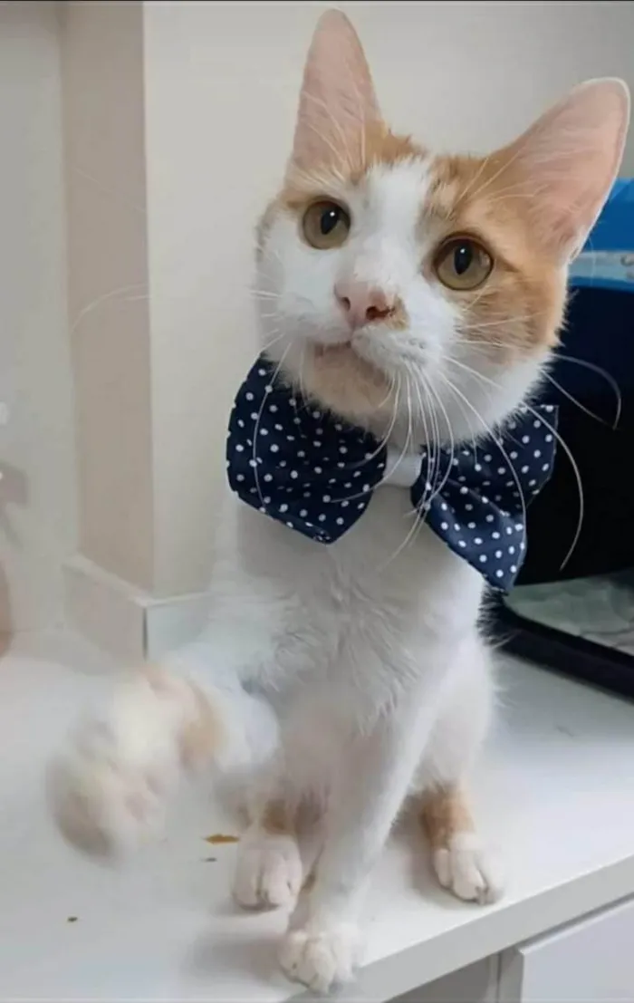 Gato ra a srd bicolor idade  nome OZZY
