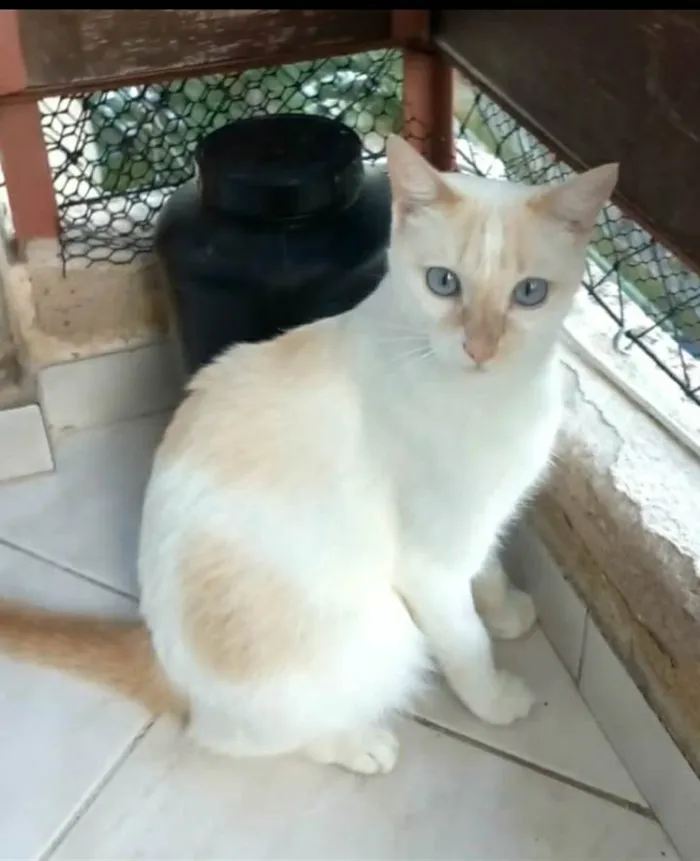 Gato ra a srd bicolor idade 1 ano nome PRÍNCIPE 