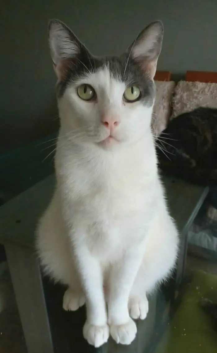 Gato ra a srd bicolor idade 1 ano nome JOHN